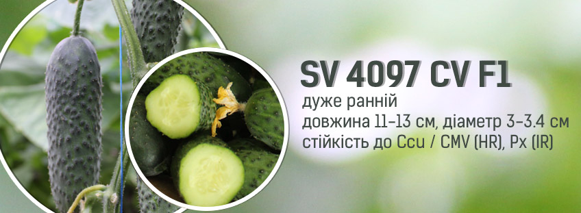 SV 4097 CV F1
