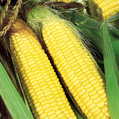 Трофі F1 – Кукурудза цукрова, Seminis