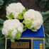 Абені F1 – Капуста цвітна, Seminis