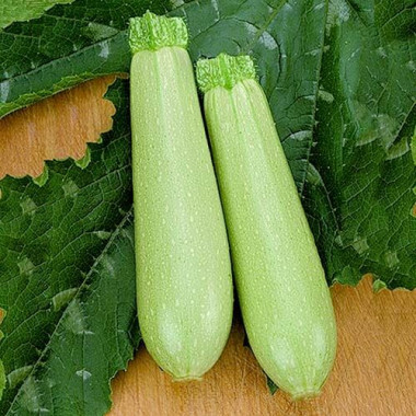Іскандер F1 – Кабачок і патисон, Seminis
