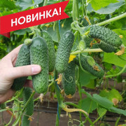Мадрілене F1