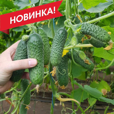 Мадрілене F1 – Огірок партенокарпічний, Seminis