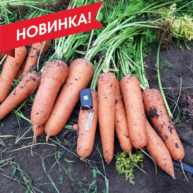 СВ 3118 ДХ F1 – Морква, Seminis