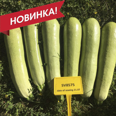 СВ 8575 ЯЛ F1 – Кабачок і патисон, Seminis