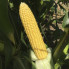 Трофі F1 – Кукурудза цукрова, Seminis